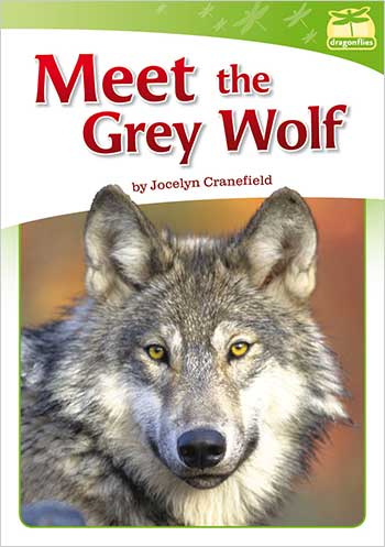 Meet the Grey Wolf