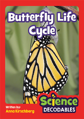 Butterfly Life Cycle>